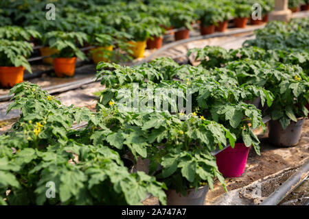 Frische grüne junge Tomaten Keimlinge mit gelben Blüten. Wachsende Tomaten im Gewächshaus Stockfoto
