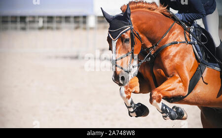 Ein Sauerampfer schönes Pferd mit einem Reiter im Sattel springt hoch an einem reitturnier an einem sonnigen Tag. Stockfoto