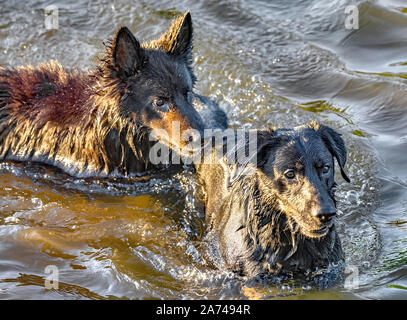 Hund Spaß in einem Fluss Stockfoto