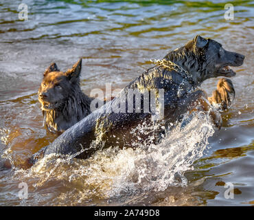 Hund Spaß in einem Fluss Stockfoto