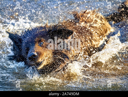 Hund Spaß in einem Fluss Stockfoto