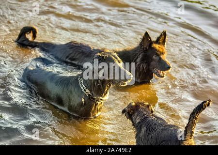 Hund Spaß in einem Fluss Stockfoto