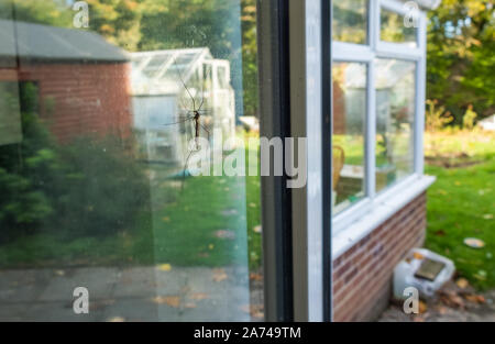 Nahaufnahme eines Daddy longlegs, wie sie sonst bekannt sind, auf das Fenster auf eine Küche Tür ausgeglichen, als Herbst Sonnenlicht reflektiert aus der farbigen Herbst Bäume in t Stockfoto