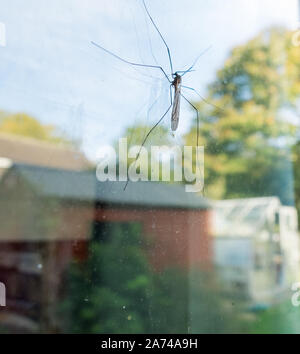 Nahaufnahme eines Daddy longlegs, wie sie sonst bekannt sind, auf das Fenster auf eine Küche Tür ausgeglichen, als Herbst Sonnenlicht reflektiert aus der farbigen Herbst Bäume in t Stockfoto