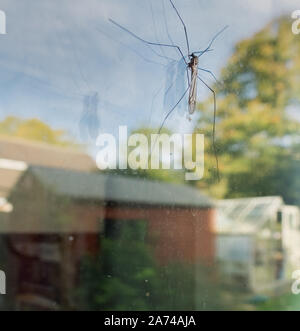 Nahaufnahme eines Daddy longlegs, wie sie sonst bekannt sind, auf das Fenster auf eine Küche Tür ausgeglichen, als Herbst Sonnenlicht reflektiert aus der farbigen Herbst Bäume in t Stockfoto