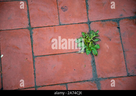 Rot gefliestem Bürgersteig im Freien. Schmutziger Gehweg. Gras wächst zwischen Bürgersteig Fliesen. Stockfoto