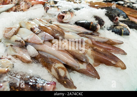 Frische rohe Calamari auf Eis auf Zähler in Fish shop oder Restaurant Stockfoto
