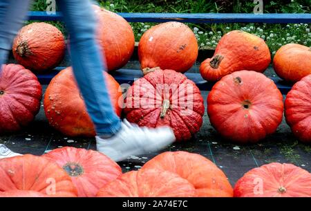 Mehrere große Kürbisse in einem Stall in Wardenburg (Deutschland), 09. Oktober 2019. | Verwendung weltweit Stockfoto