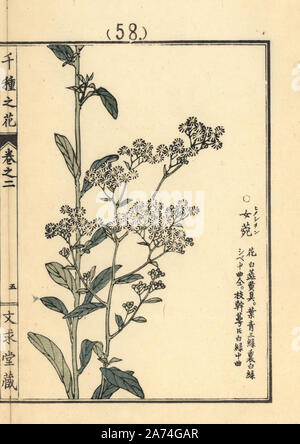 Himejon oder jährliche Berufskraut, Erigeron annuus. Papierkörbe Holzschnitt von Kono Bairei von Senshu no Hana (Tausend Sorten von Blumen), Bunkyudo, Kyoto, 1900. Stockfoto