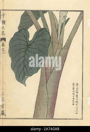 Satoimo oder Taro Blätter und Stengel, Colocasia esculenta. Papierkörbe Holzschnitt von Kono Bairei von Senshu no Hana (Tausend Sorten von Blumen), Bunkyudo, Kyoto, 1900. Stockfoto