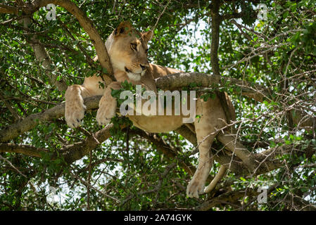 Nahaufnahme der Löwin im Baum drehen Kopf Stockfoto