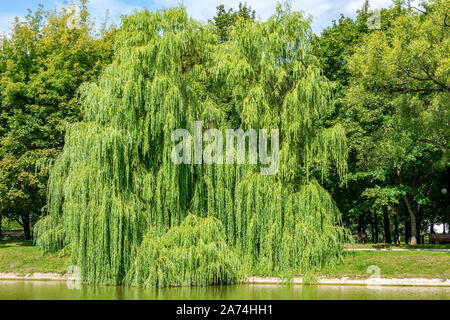 Trauerweide am Ufer des großen nowodewitschi Teich, Moskau, Russland Stockfoto