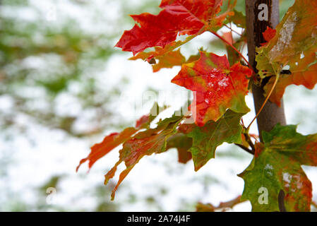 Schönen Zweig mit orange und gelbe Blätter im späten Herbst oder frühen Winter unter dem Schnee. Stockfoto