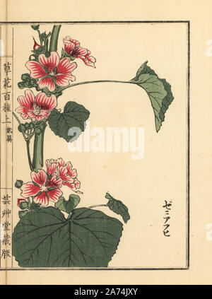 Zeniaoi oder gemeinsamen Malve Malva Sylvestris var. mauritiana. Papierkörbe Holzschnitt von Kono Bairei von kusa Bana Hyakushu (Hundert Sorten von Blumen), Tokio, Yamada, 1901. Stockfoto