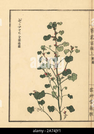 Zeniaoi oder gemeinsamen Malve Malva Sylvestris var. mauritiana. Papierkörbe Holzschnitt von Kono Bairei von kusa Bana Hyakushu (Hundert Sorten von Blumen), Tokio, Yamada, 1901. Stockfoto