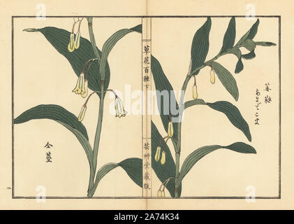 Amadokoro oder Salomos Siegel, Bell Odoratum. Papierkörbe Holzschnitt von Kono Bairei von kusa Bana Hyakushu (Hundert Sorten von Blumen), Tokio, Yamada, 1901. Stockfoto