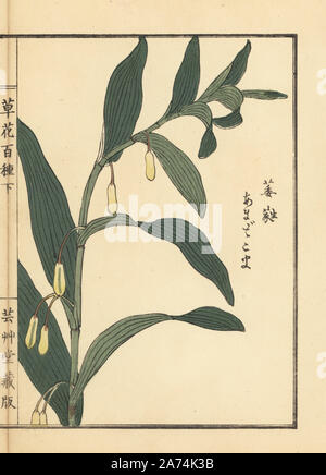 Amadokoro oder Salomos Siegel, Bell Odoratum. Papierkörbe Holzschnitt von Kono Bairei von kusa Bana Hyakushu (Hundert Sorten von Blumen), Tokio, Yamada, 1901. Stockfoto