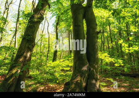 Waldlandschaft im Nationalpark Hainich Stockfoto