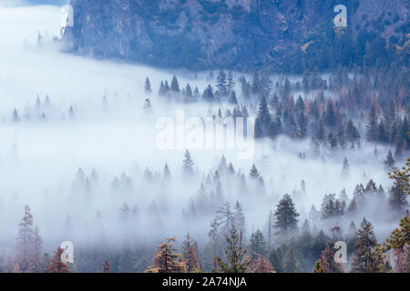 Yosemite Nebel in den Bäumen in Kalifornien USA Stockfoto