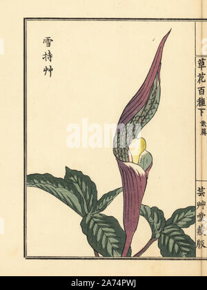 Yukimochisou oder Japanischen Jack auf der Kanzel, Arisaema sikokianum. Papierkörbe Holzschnitt von Kono Bairei von kusa Bana Hyakushu (Hundert Sorten von Blumen), Tokio, Yamada, 1901. Stockfoto