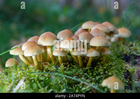 Junge Honig Pilz Armillaria Mellea oder Wachsen auf einem alten Baumstumpf in Moos bedeckt. Stockfoto