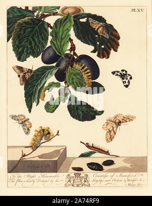 Gelb oder Pale tussock Calliteara pudibunda Motte, grau Dolch Moth, Acronicta psi und Argent und Sable motte Rheumaptera hastata, auf eine Pflaume Zweig, Prunus domestica. Papierkörbe Lithographie nach einer Illustration von Mose Harris von "Aurelian; eine natürliche Geschichte der englischen Motten und Schmetterlinge, die neue Edition von J.O. Westwood, von Henry Bohn, London, 1840 veröffentlicht bearbeitet werden. Stockfoto