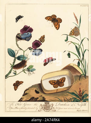 Ruby Tiger Moth, Phragmatobia fuliginosa, Wand, Schmetterling, Lasiommata megera, weißer Fleck, Hadena albimacula und Herzog von Burgund, Schmetterling, Hamearis lucina, auf Sweet Pea, Lathyrus Odoratus und Gras. Papierkörbe Lithographie nach einer Illustration von Mose Harris von "Aurelian; eine natürliche Geschichte der englischen Motten und Schmetterlinge, die neue Edition von J.O. Westwood, von Henry Bohn, London, 1840 veröffentlicht bearbeitet werden. Stockfoto