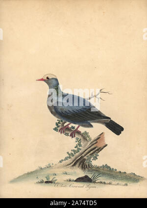 Weiß - gekrönte Taube, Patagioenas leucocephala. In der Nähe von bedroht. (Columba leucocephala) Papierkörbe Kupferstich einer Illustration von William Hayes von Porträts der seltene und seltsame Vögel aus dem Menagery der Osterly Park, London, Bulmer, 1794. Stockfoto