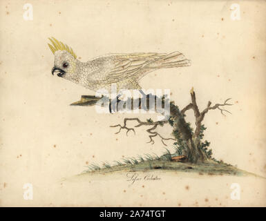 Gelb-Crested Cockatoo, Cacatua sulfurea. Kritisch gefährdet. (Lesser white Cockatoo) Papierkörbe Kupferstich einer Illustration von William Hayes von Porträts der seltene und seltsame Vögel aus dem Menagery der Osterly Park, London, Bulmer, 1794. Stockfoto