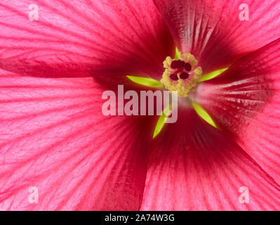 Hibiskus Blume Stockfoto