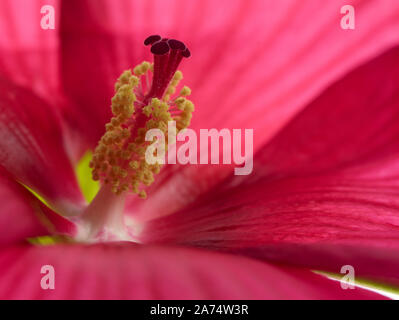 Hibiskus Blume Stockfoto