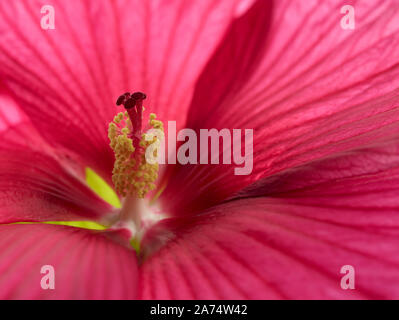 Hibiskus Blume Stockfoto