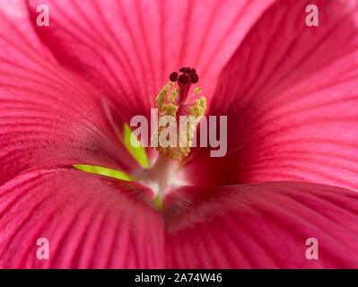 Hibiskus Blume Stockfoto