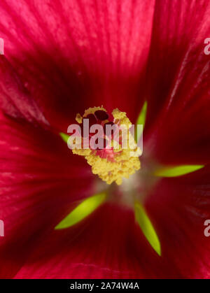 Hibiskus Blume Stockfoto