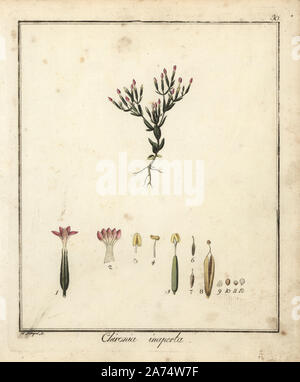 Weniger centaury, Centaurium pulchellum. Papierkörbe Kupferstich von F. Guimpel von Dr. Friedrich Gottlob Hayne's Medical Botany, Berlin, 1822. Hayne (1763-1832) war ein deutscher Botaniker, Apotheker und Professor für Pharmazeutische Botanik an der Universität Berlin. Stockfoto