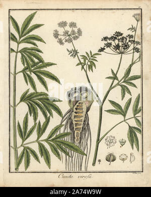 Cowbane oder nördlichen Wasser Schierling, Cicuta virosa. Papierkörbe Kupferstich von S. Haas aus Dr. Friedrich Gottlob Hayne's Medical Botany, Berlin, 1822. Hayne (1763-1832) war ein deutscher Botaniker, Apotheker und Professor für Pharmazeutische Botanik an der Universität Berlin. Stockfoto