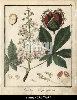 Rosskastanie oder conker Baum, Aesculus hippocastanum. Papierkörbe Kupferstich von S. Haas aus Dr. Friedrich Gottlob Hayne's Medical Botany, Berlin, 1822. Hayne (1763-1832) war ein deutscher Botaniker, Apotheker und Professor für Pharmazeutische Botanik an der Universität Berlin. Stockfoto