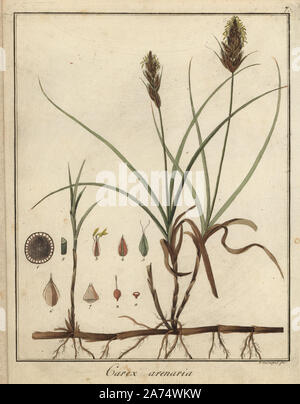 Sand Segge, Carex arenaria. Papierkörbe Kupferstich von F. Guimpel von Dr. Friedrich Gottlob Hayne's Medical Botany, Berlin, 1822. Hayne (1763-1832) war ein deutscher Botaniker, Apotheker und Professor für Pharmazeutische Botanik an der Universität Berlin. Stockfoto