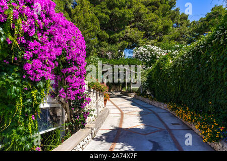 Malerische Wanderweg in Capri mit hellen Bougainvillea Blumen, Kampanien, Italien Stockfoto