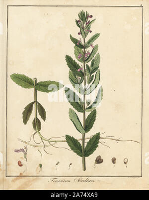 Water germander, Teucrium scordium. Papierkörbe Kupferstich von F. Guimpel von Dr. Friedrich Gottlob Hayne's Medical Botany, Berlin, 1822. Hayne (1763-1832) war ein deutscher Botaniker, Apotheker und Professor für Pharmazeutische Botanik an der Universität Berlin. Stockfoto