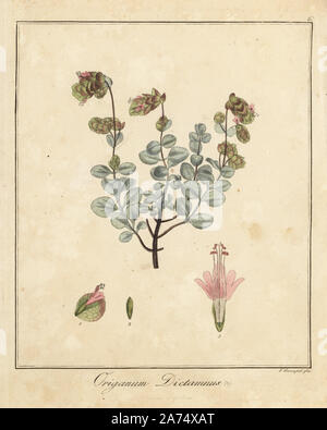 Dittany von Kreta, Origanum dictamnus. Papierkörbe Kupferstich von F. Guimpel von Dr. Friedrich Gottlob Hayne's Medical Botany, Berlin, 1822. Hayne (1763-1832) war ein deutscher Botaniker, Apotheker und Professor für Pharmazeutische Botanik an der Universität Berlin. Stockfoto