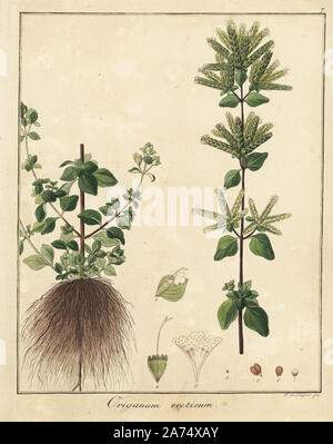 Oregano Origanum vulgare. Papierkörbe Kupferstich von F. Guimpel von Dr. Friedrich Gottlob Hayne's Medical Botany, Berlin, 1822. Hayne (1763-1832) war ein deutscher Botaniker, Apotheker und Professor für Pharmazeutische Botanik an der Universität Berlin. Stockfoto