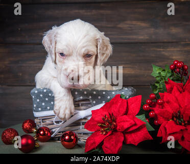 English Setter Welpen mit Weihnachtsstern rot Blumen. Stockfoto