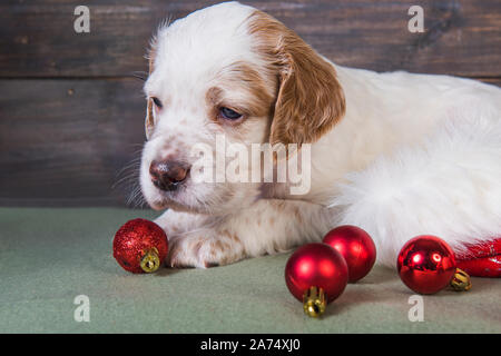 English Setter Welpen und Weihnachten Spielzeug Bälle. Stockfoto