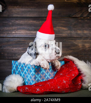 English Setter Welpen mit Santa Claus hat. Stockfoto