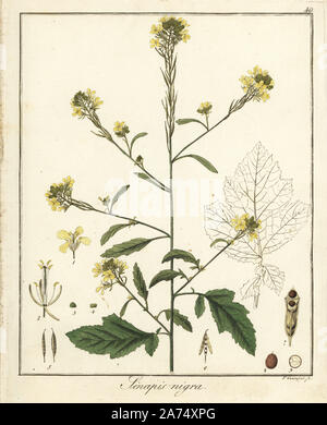 Schwarzer Senf, Brassica nigra. Papierkörbe Kupferstich von F. Guimpel von Dr. Friedrich Gottlob Hayne's Medical Botany, Berlin, 1822. Hayne (1763-1832) war ein deutscher Botaniker, Apotheker und Professor für Pharmazeutische Botanik an der Universität Berlin. Stockfoto