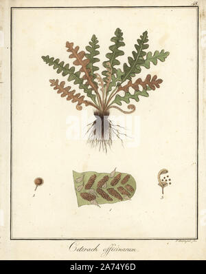 Rustyback Farn, Asplenium ceterach. Papierkörbe Kupferstich von F. Guimpel von Dr. Friedrich Gottlob Hayne's Medical Botany, Berlin, 1822. Hayne (1763-1832) war ein deutscher Botaniker, Apotheker und Professor für Pharmazeutische Botanik an der Universität Berlin. Stockfoto