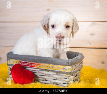 Cute English Setter Welpe Hund im Korb. Stockfoto