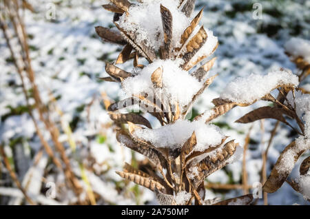 Trockenen Samen von Lupinen Blumen unter frischen Schnee. Nahaufnahme mit selektiven Fokus Stockfoto