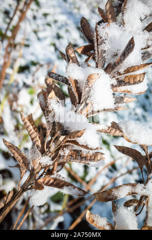 Trockenen Samen von Lupinen Blumen unter frischen Schnee. Close-up vertikale Foto mit weichen selektiven Fokus Stockfoto